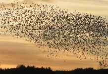 DataCore snaps up Caringo for object storage