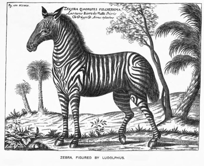 Illustration of Zebra