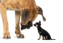 DDN adds software-defined data services