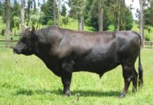 Dell earnings show it pulling away from the competition