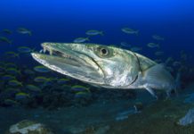 Seagate ‘submarines’ SMR into 3 Barracuda drives and a Desktop HDD