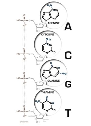 DNA Storage – Blocks and Files