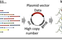 Bits and bytes in bacteria: DNA data storage in living cells