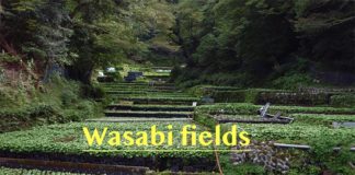 Wasabi Fields