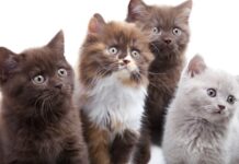 Veeam Backup & Recovery v12 aims at four object storage targets